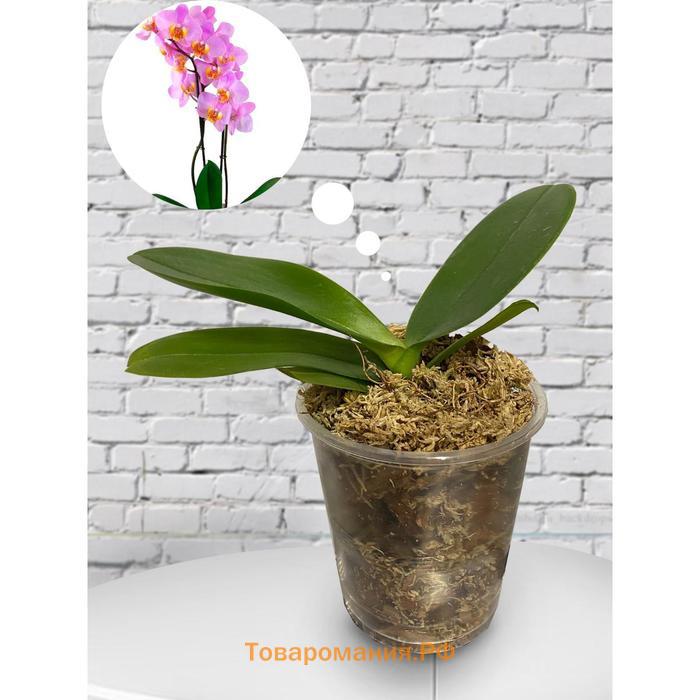 Орхидея Фаленопсис H1584,  без цветка (детка), горшок  2,5 дюйма