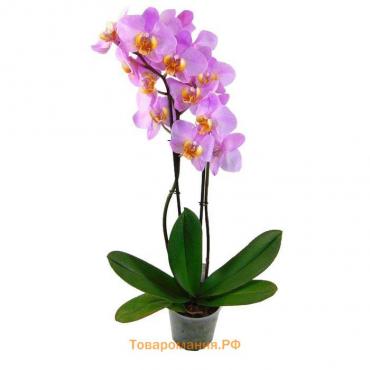 Орхидея Фаленопсис H1584,  без цветка (детка), горшок  2,5 дюйма